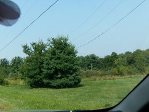 davis property medina